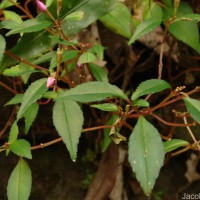 Sonerila rhombifolia Thwaites